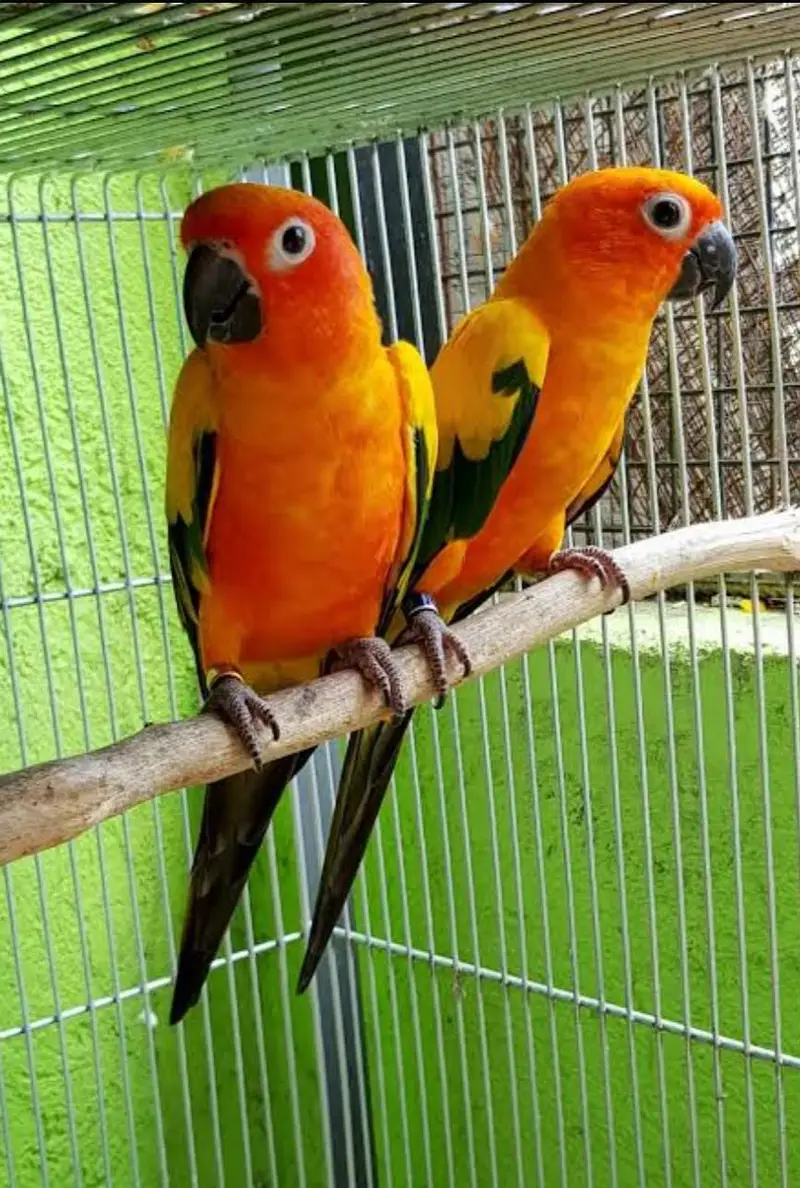 Sun conure Garented  breeder Male 10000%% — photo 2