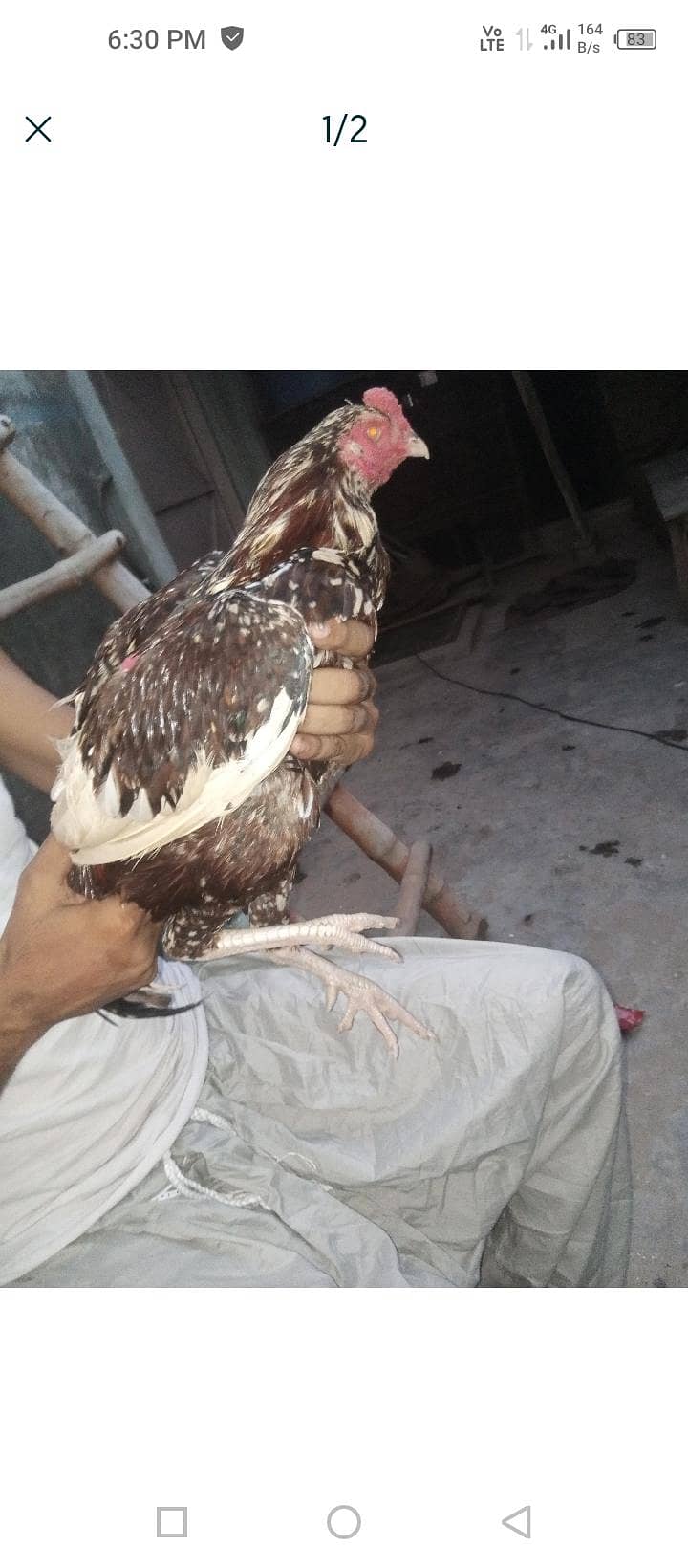 Aseel 1