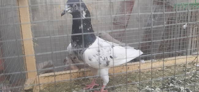 Kabuter for sale/Pigeons for sale