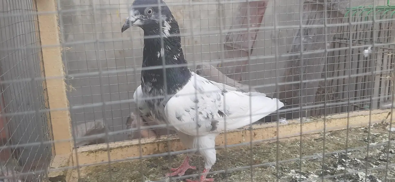 Teddy Kabuter for sale/Pigeons for sale — photo 2