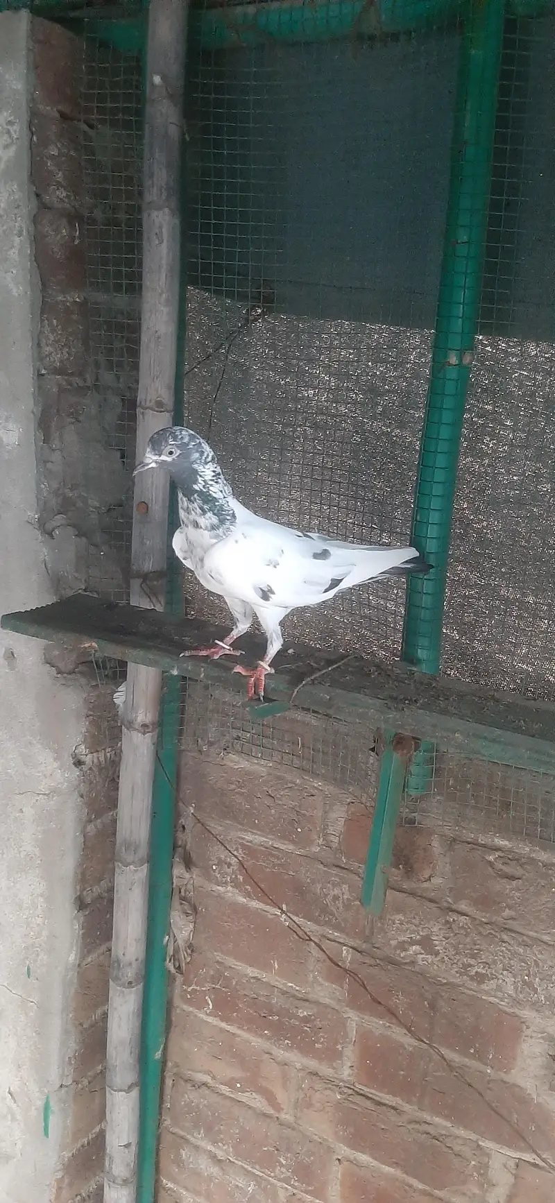 Teddy Kabuter for sale/Pigeons for sale — photo 3