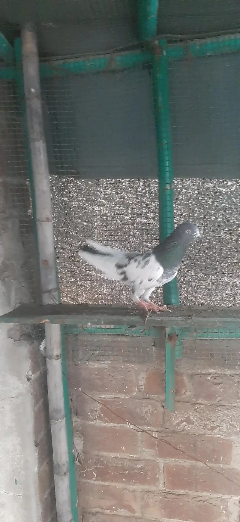 Teddy Kabuter for sale/Pigeons for sale — photo 4
