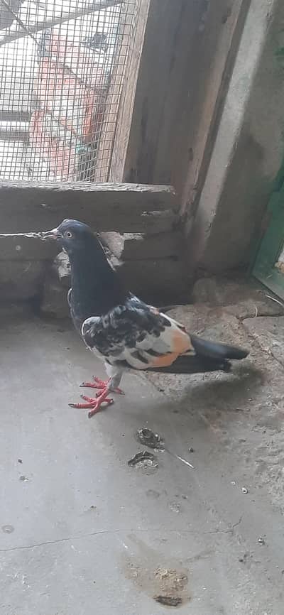 Kabuter for sale/Pigeons for sale