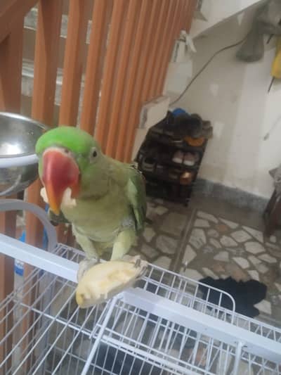 parrot for sale