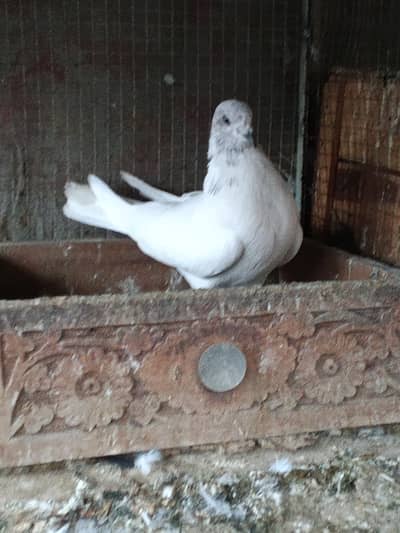 high flayer pigeons for sale