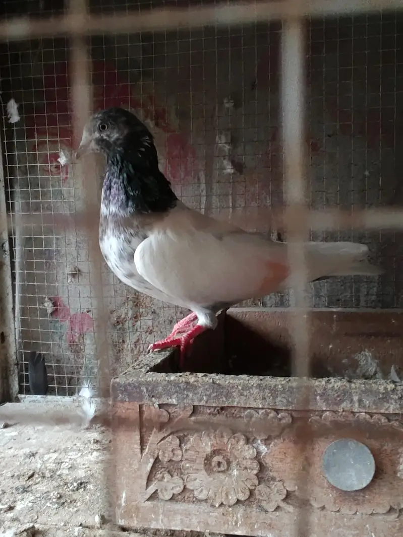 high flayer pigeons for sale — photo 2
