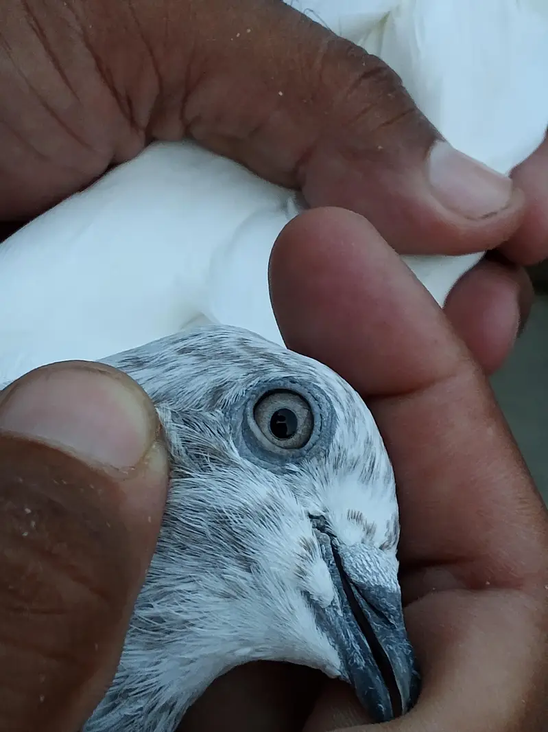 high flayer pigeons for sale — photo 4
