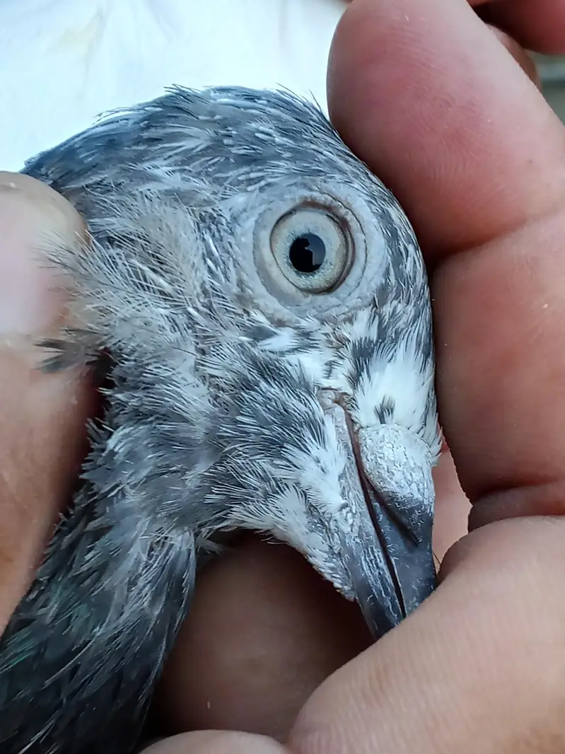 high flayer pigeons for sale — photo 7