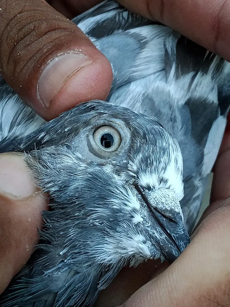 high flayer pigeons for sale — photo 8