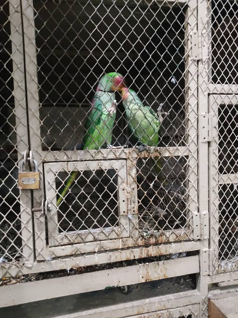 raw parrot pair 2