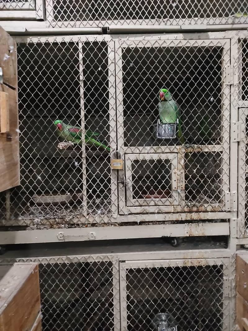raw parrot pair 3
