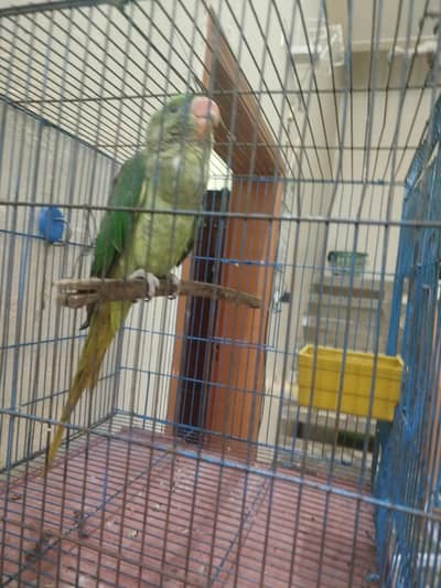 Parrot for sale