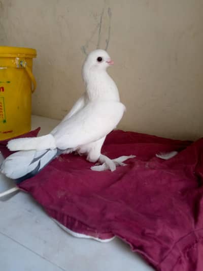 white pamoz