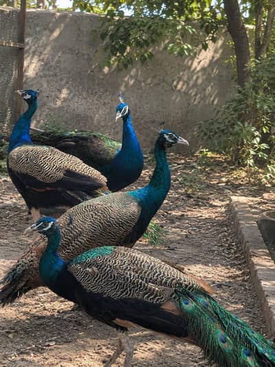 | BLUE / BLACK Shoulder | Breeder Males | num 03091333909