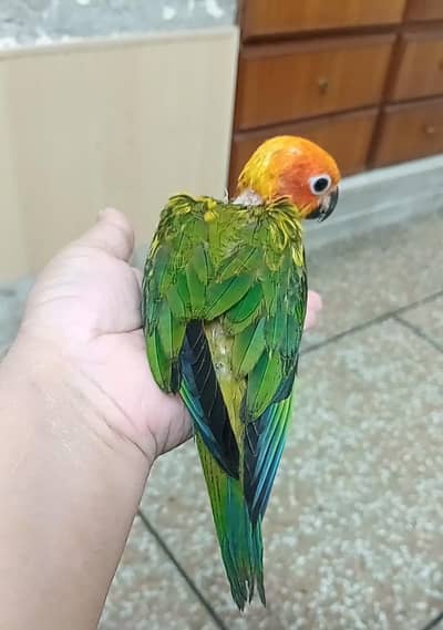 Sun conure tame parrot