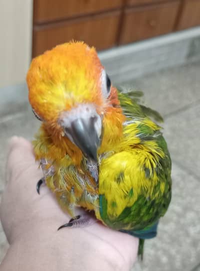 Sun conure tame parrot
