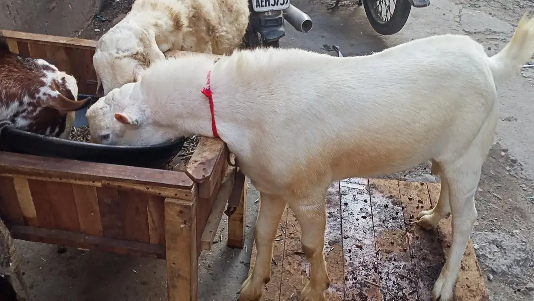 Pure Gulabi Tedda — photo 2