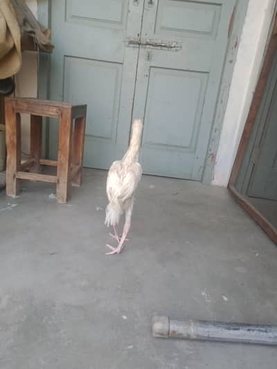 chick for sale
