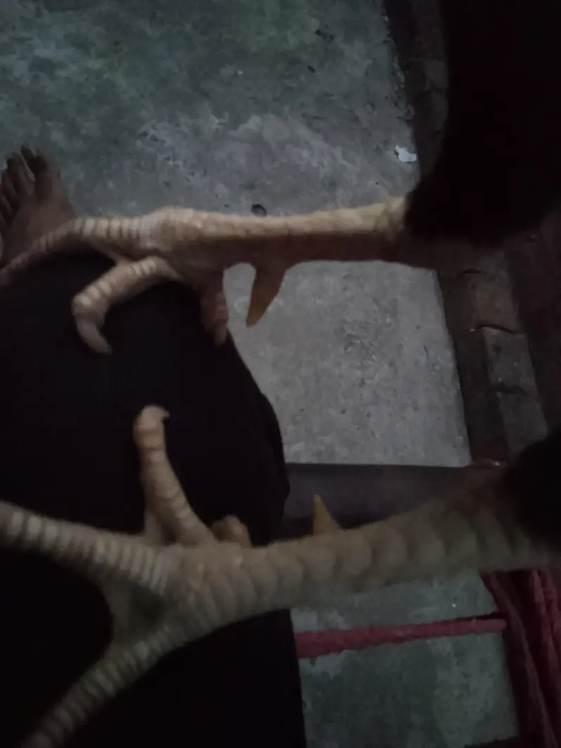 Aseel Male Murga — photo 2