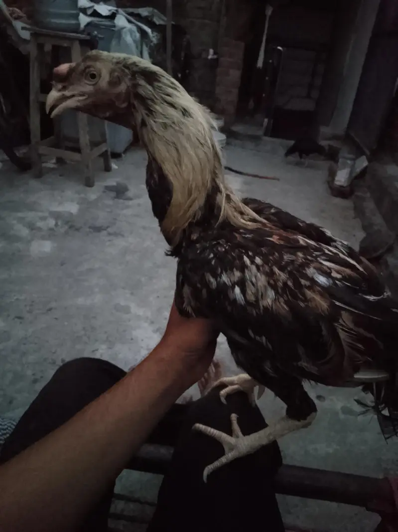 Aseel Male Murga — photo 3