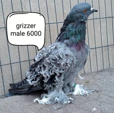 fancy pigeons/swallow/fantail/Jacobin/frillback/lahori sherazi/norwich