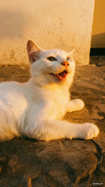 Persian cat. . . . Leo — Pure Cuteness with a Royal Touch