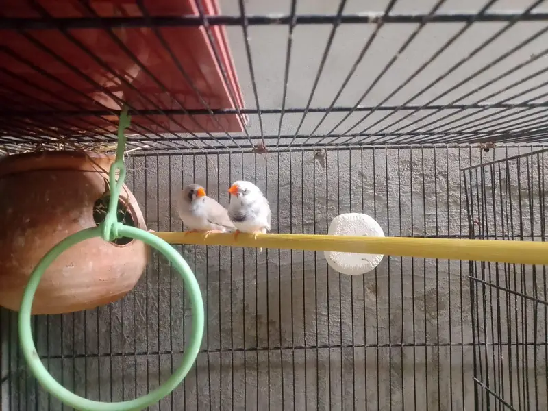 coman finches