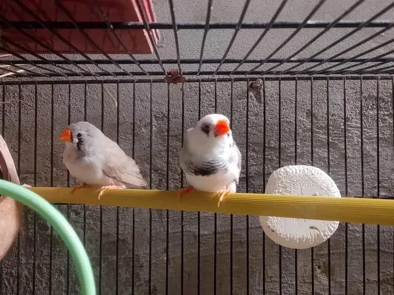 coman finches — photo 2