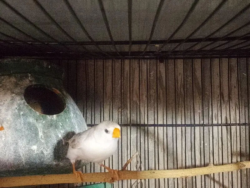 coman finches — photo 5