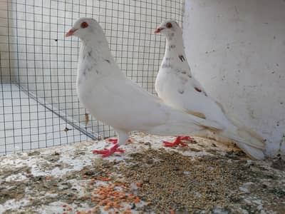 patti wala pair for sale.