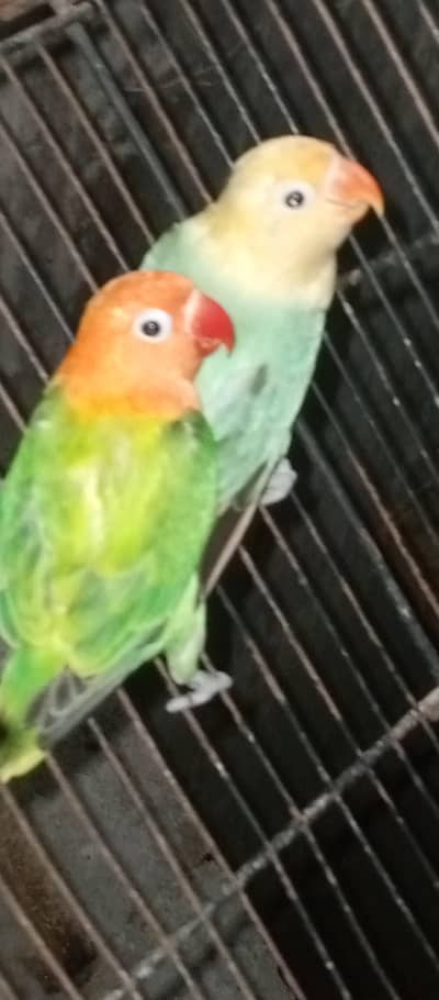 love birds pair for sale