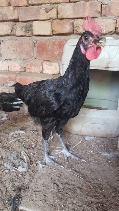 Australorp murga for sale