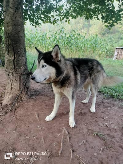Siberian husky for sale