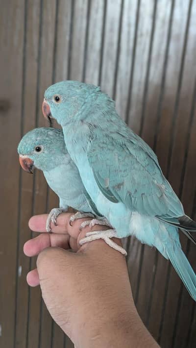 Hand tamed 0-Bite Blue Ringneck Breeder pair | Raw, Sun Conure etc