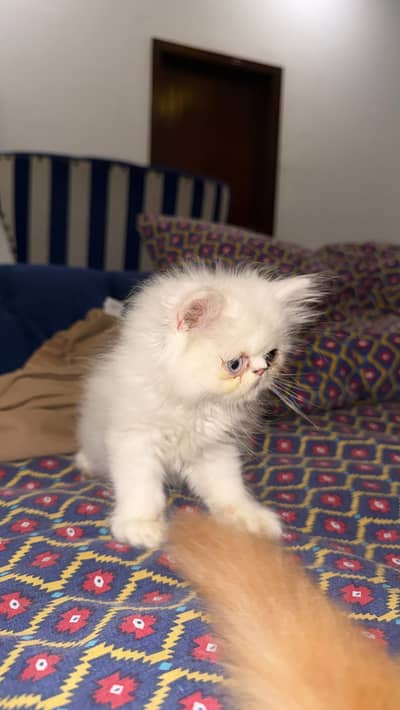 Peke faced kitten