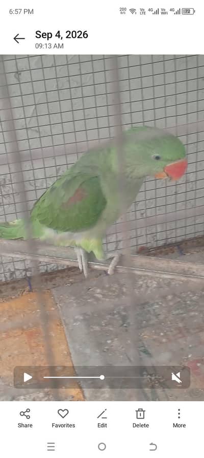 raw parrot