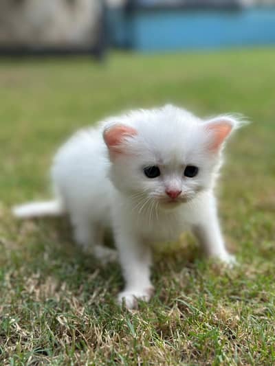 3 cute kittens available
