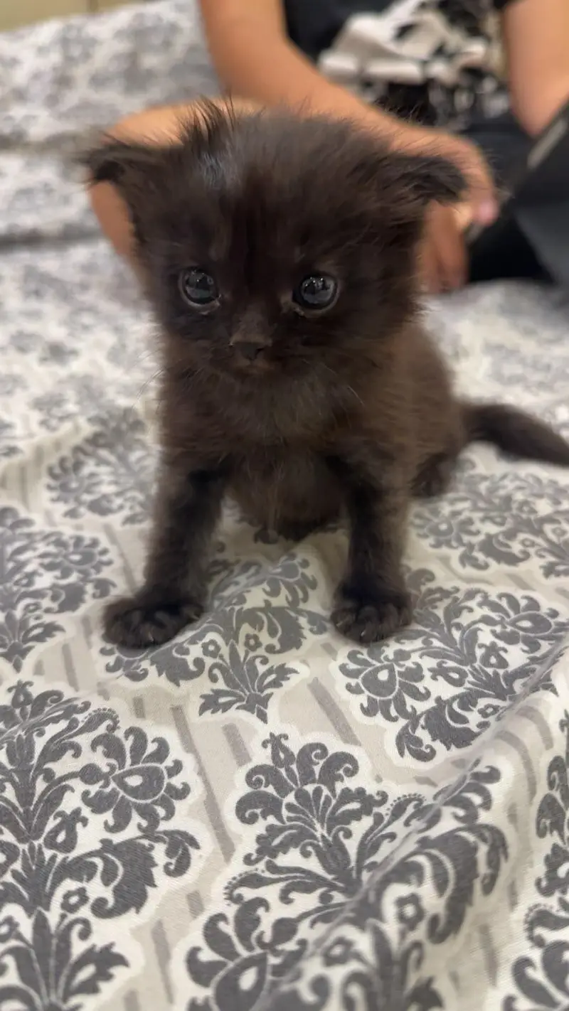 3 cute kittens available — photo 3
