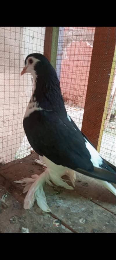 Black sherazi breader male for sale