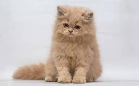 PersianMale cat Brown color