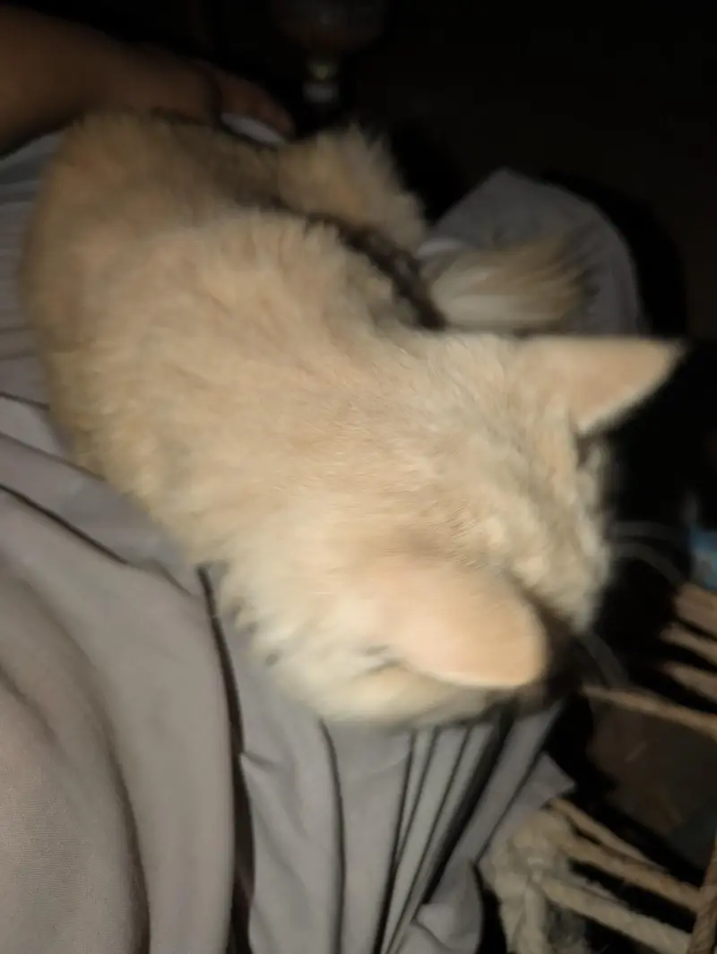 PersianMale cat Brown color — photo 2