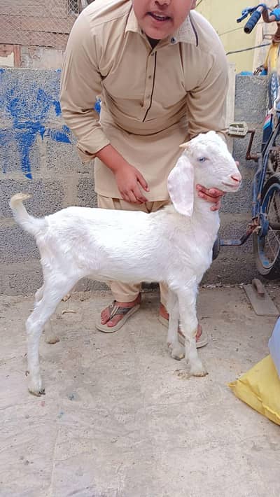 1 gulabi teddy 1 beetal Punjab 1 male
