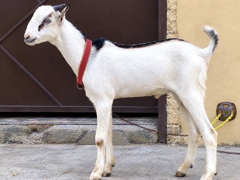 Barbari kid 1