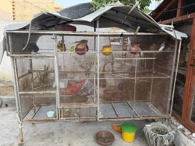Whole setup for sale confirm pairs with eggs