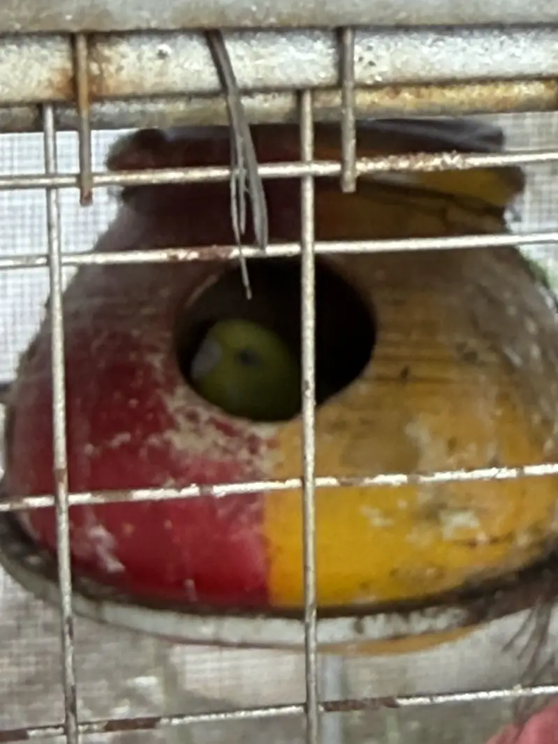 Whole setup for sale confirm pairs with eggs — photo 3