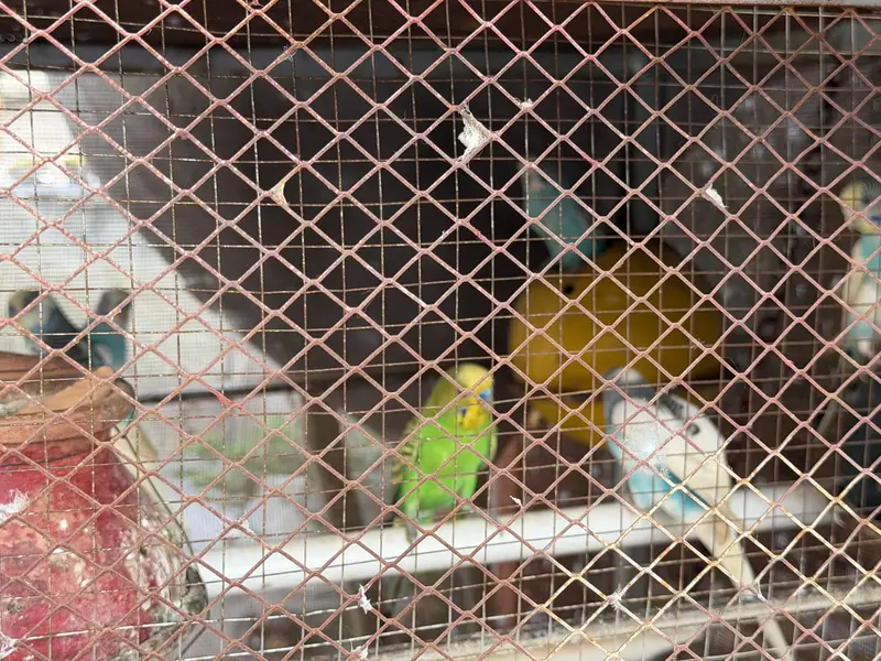 Whole setup for sale confirm pairs with eggs — photo 4