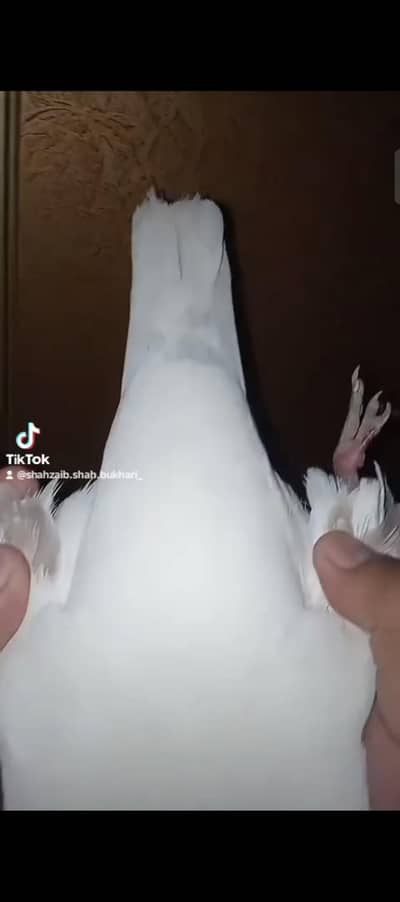 High-Flying Pigeon / Oonchi Parwaz Ka Kabootar (Jhang)