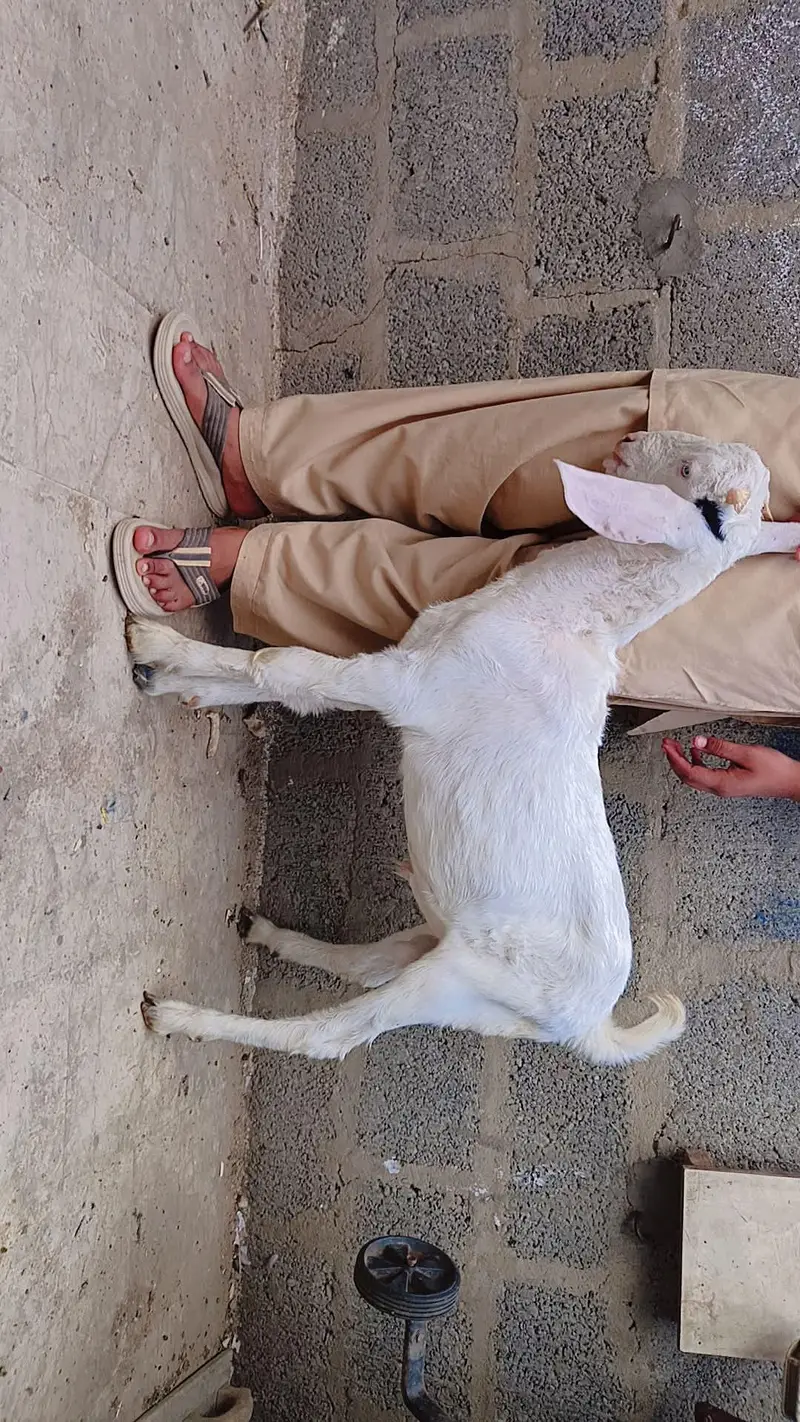 1 gulabi teddy 1 beetal Punjab 1 male — photo 3