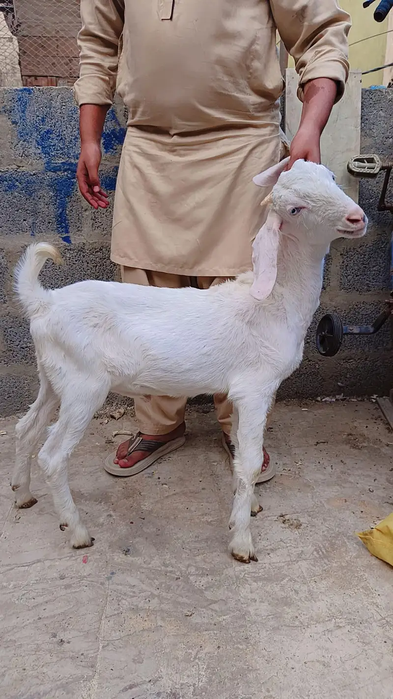 1 gulabi teddy 1 beetal Punjab 1 male — photo 4
