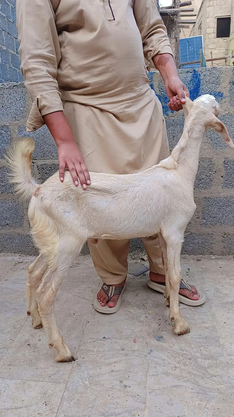 1 gulabi teddy 1 beetal Punjab 1 male — photo 5